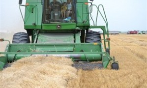 A CFGB growing project at Niverville, MB harvests its 2012 crop.
